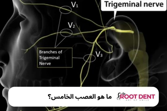 ما هو العصب الخامس؟ وما وظائفه؟