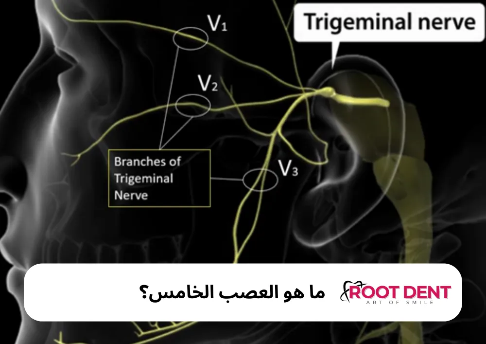 ما هو العصب الخامس؟ وما وظائفه؟